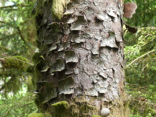 Picea sitchensis (Sitka spruce) — photo