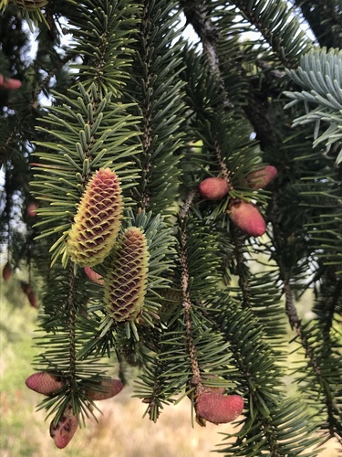 Picea sitchensis (Sitka spruce) — photo