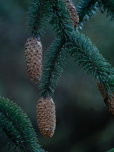 Picea sitchensis