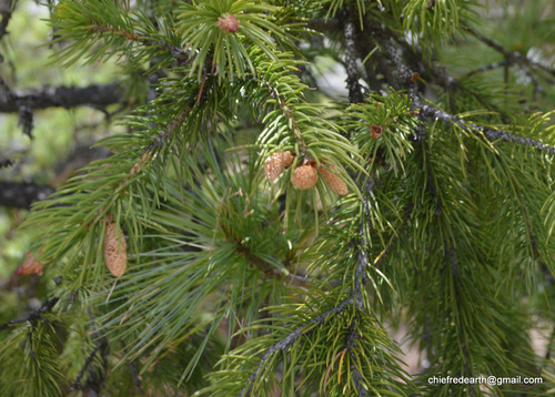 Picea smithiana (Morinda spruce) — photo