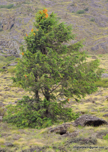 Picea smithiana (Morinda spruce) — photo