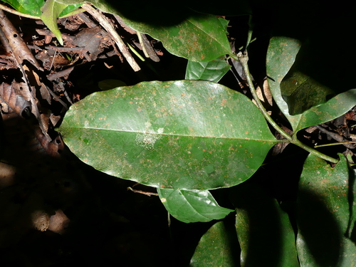 Picralima nitida — photo