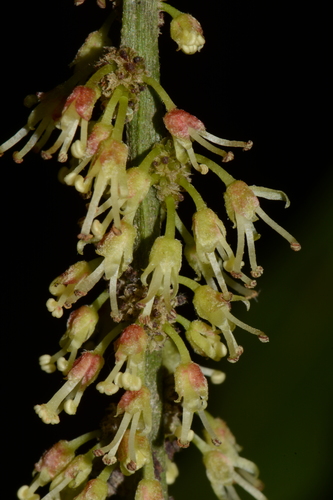 Picramnia antidesma subsp. fessonia (Aceitunito) — photo