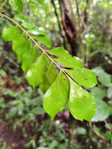 Picramnia antidesma subsp. fessonia (Aceitunito) — photo