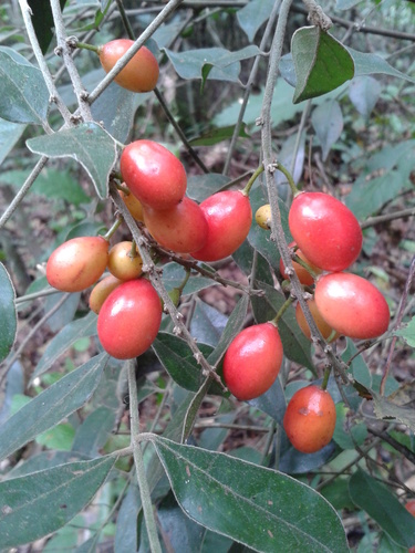 Picramniaceae