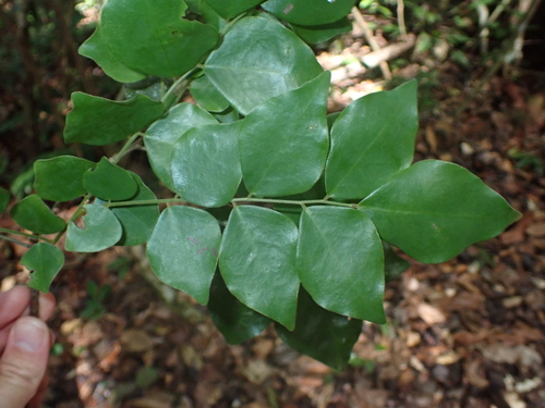 Picramnia guianensis (Guianas bitterbush) — photo