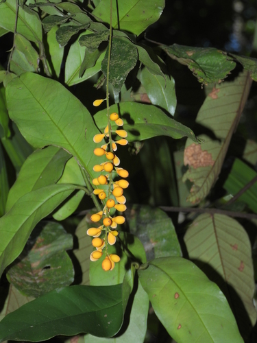Picramnia guianensis