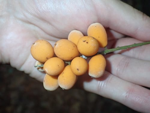 Picramnia guianensis (Guianas bitterbush) — photo