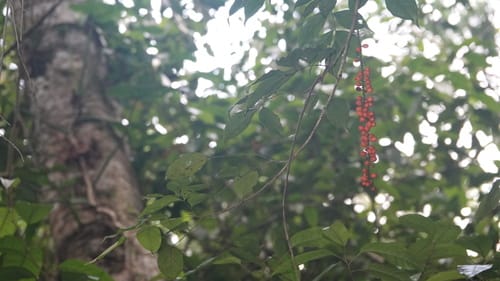 Picramnia latifolia — photo