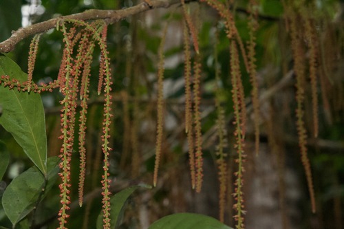 Picramnia latifolia