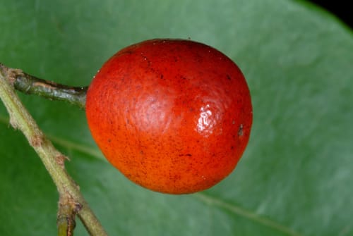 Picramnia pentandra — photo