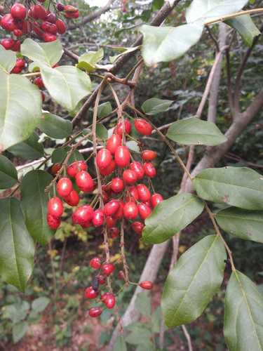 Picramnia sellowii (Sellow bitterbush) — photo