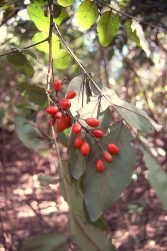 Picramnia sellowii