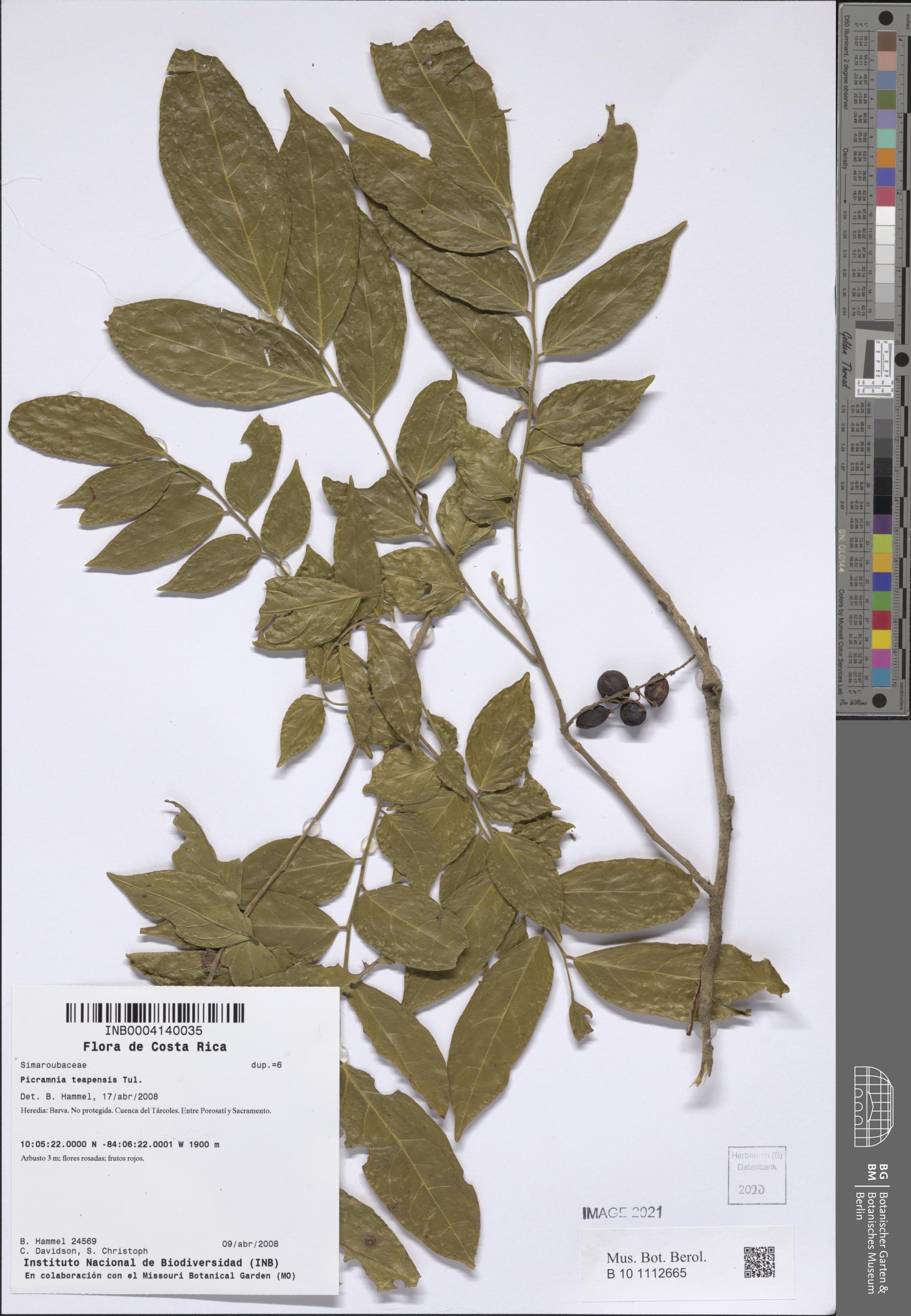 Picramnia teapensis — photo
