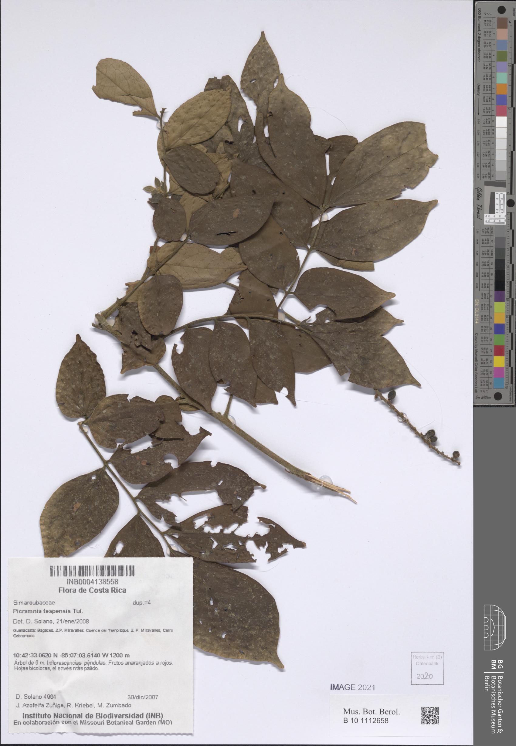 Picramnia teapensis — photo