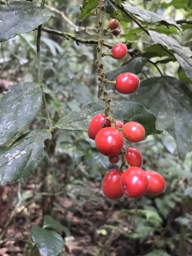 Picramnia teapensis