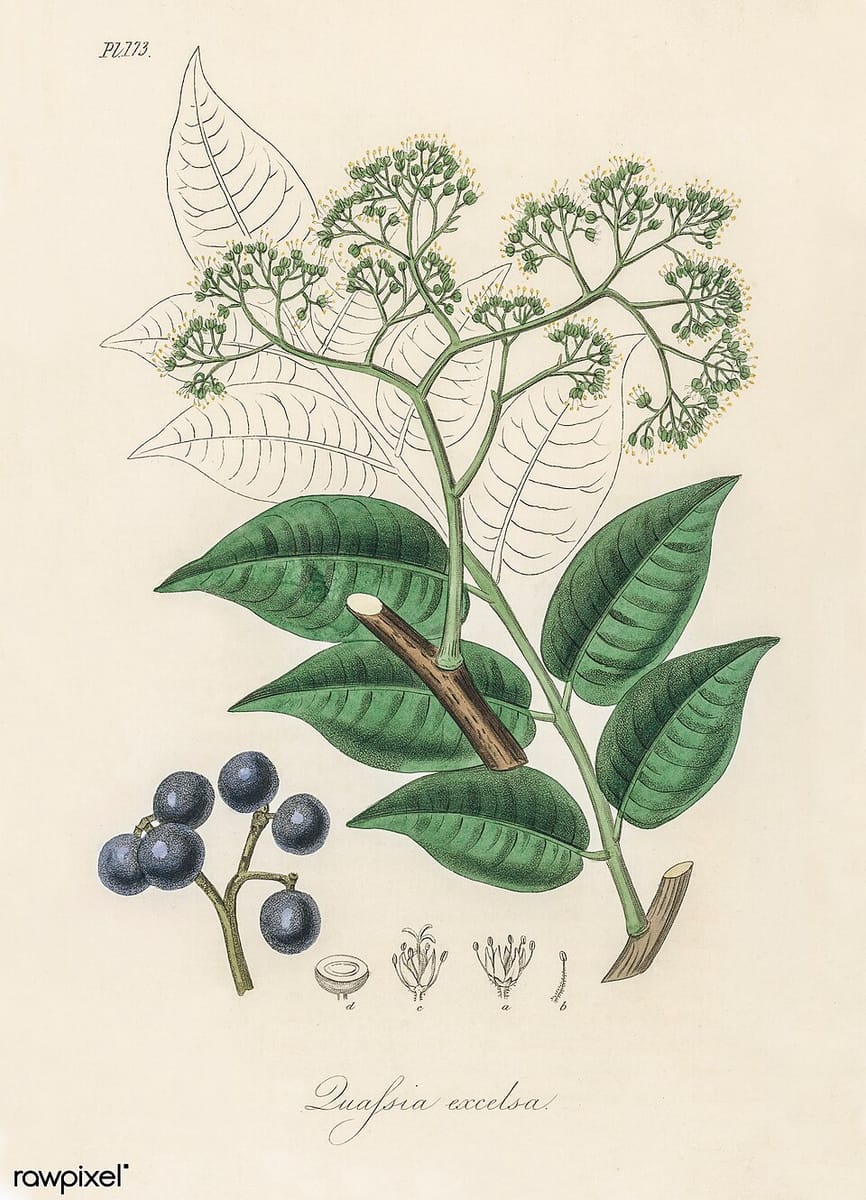 Picrasma excelsa (Jamaica quassia) — photo