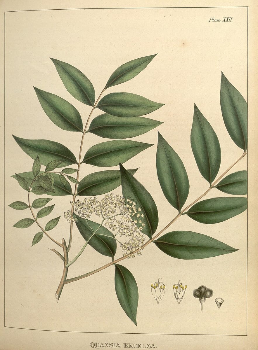 Picrasma excelsa (Jamaica quassia) — photo