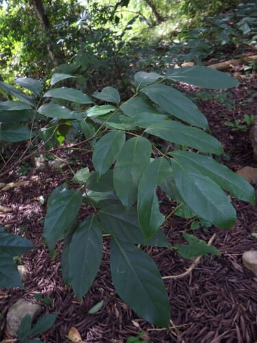 Picrasma javanica (Bitterwood tree) — photo