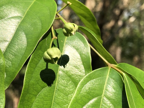 Picrasma javanica