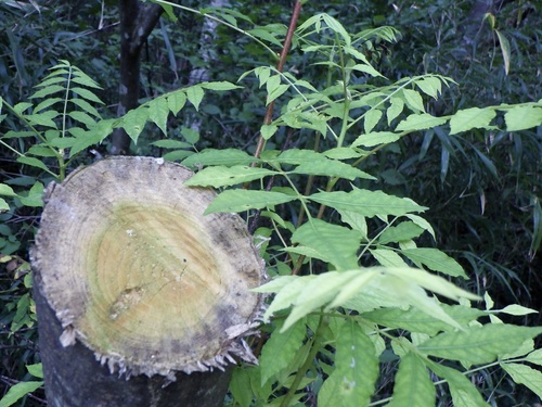 Picrasma quassioides (Bharangi) — photo