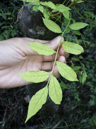 Picrasma quassioides (Bharangi) — photo