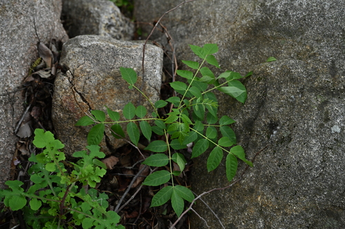 Picrasma quassioides