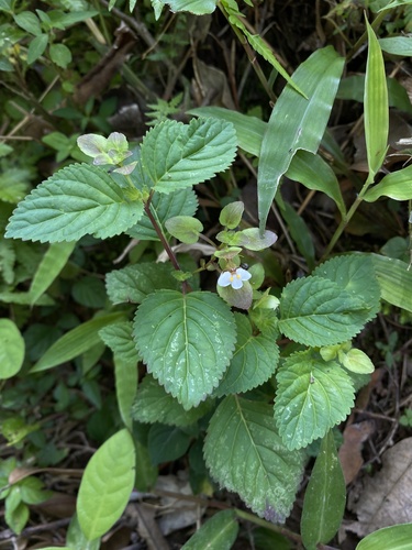 Picria felterrae