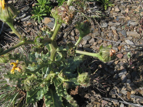 Picris comosa — photo