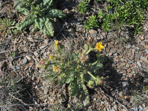 Picris comosa