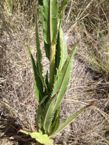 Picris evae (Native hawkweed) — photo