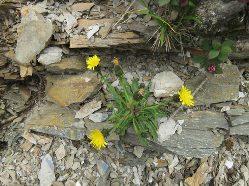 Picris hieracioides (Hawkweed Picris) — photo