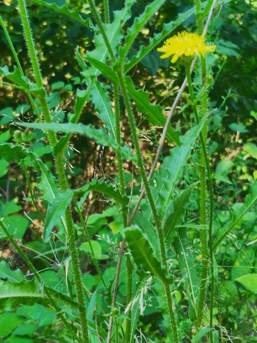 Picris hieracioides (Hawkweed Picris) — photo