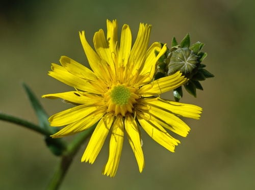Picris hieracioides