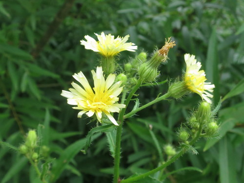Picris japonica — photo