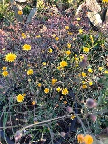 Picris rhagadioloides — photo