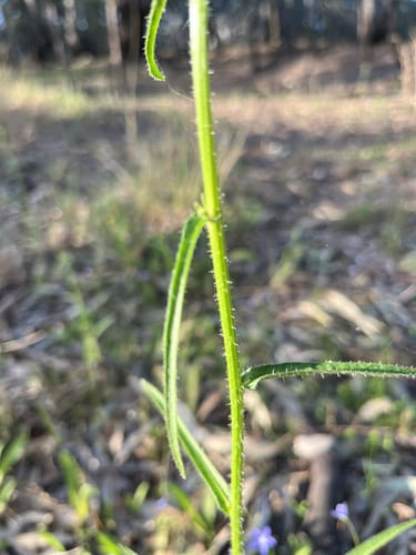 Picris squarrosa — photo
