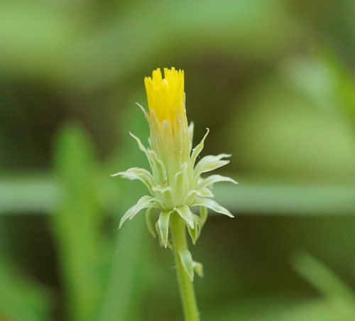 Picris squarrosa