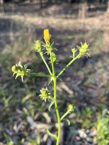 Picris squarrosa — photo