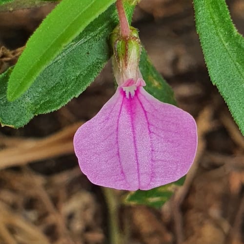 Pigea enneasperma — photo