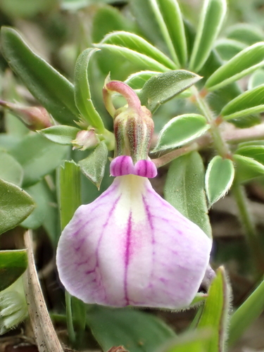 Pigea enneasperma