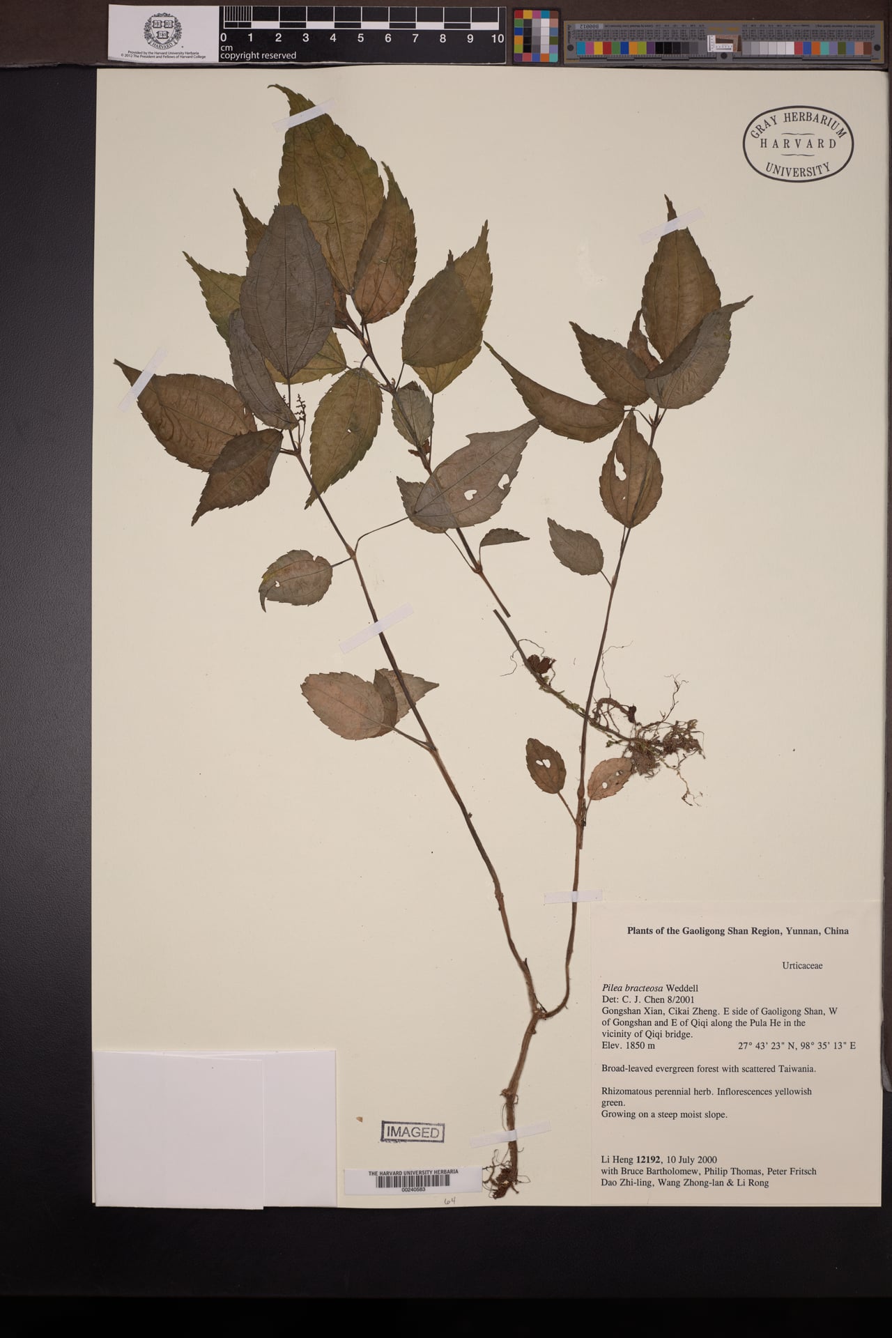 Pilea bracteosa — photo