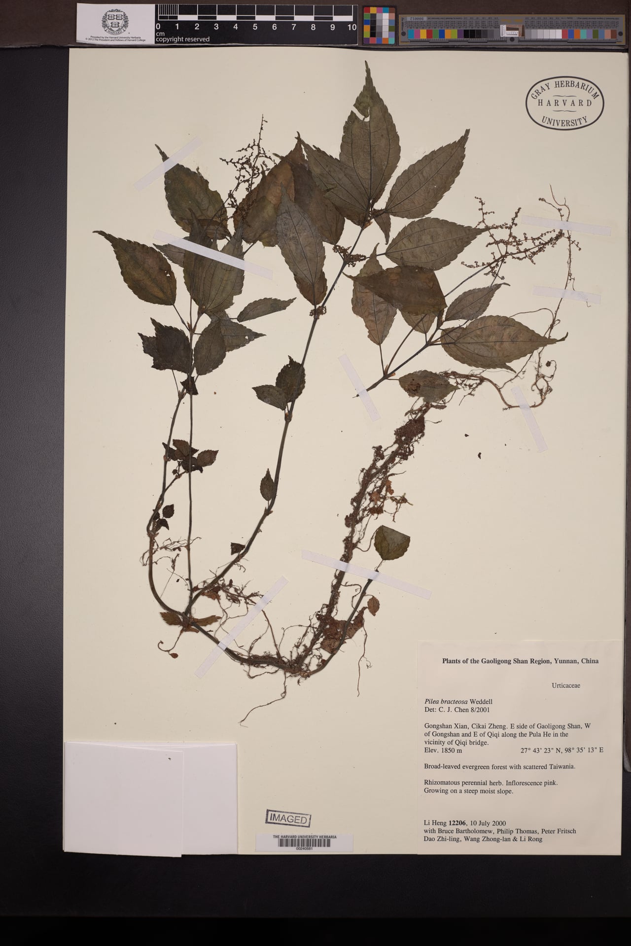 Pilea bracteosa — photo