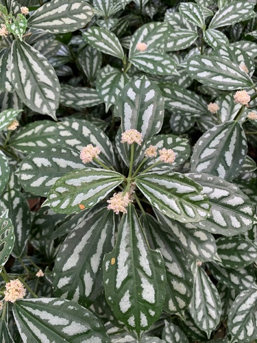 Pilea cadierei — photo