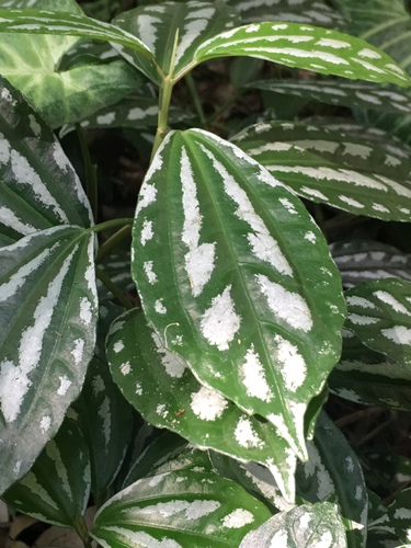 Pilea cadierei — photo