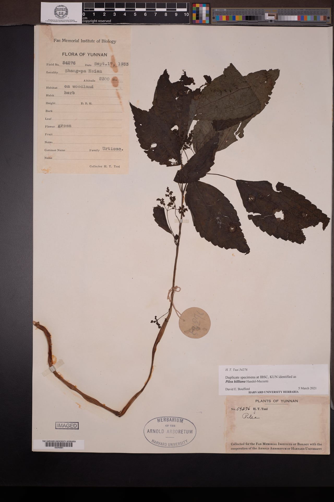 Pilea hilliana — photo