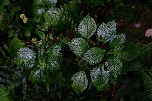 Pilea johnstonii — photo