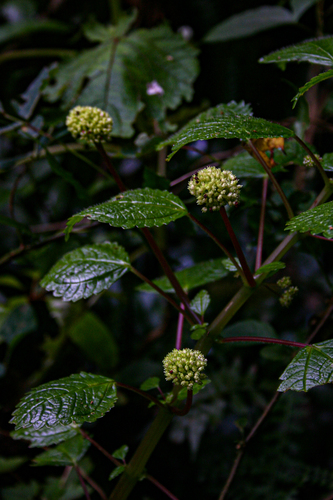 Pilea johnstonii