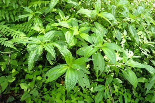 Pilea melastomoides (Poh-pohon) — photo