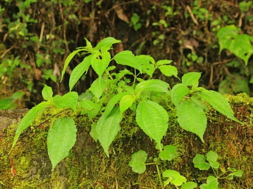 Pilea melastomoides (Poh-pohon) — photo